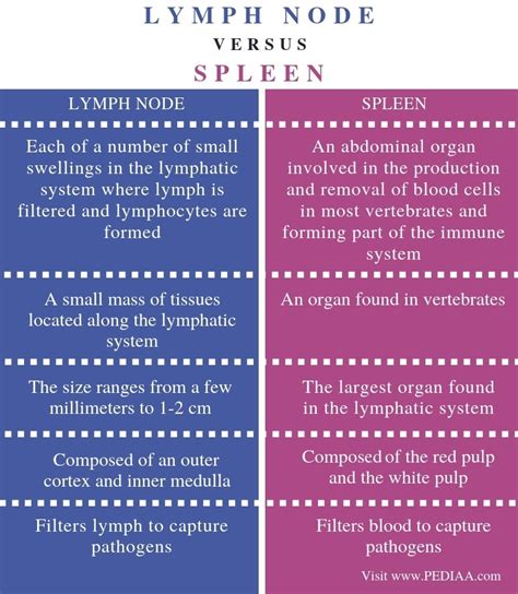 how are lymph nodes similar to the spleen